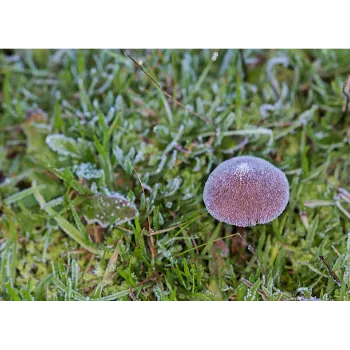 Frozen Mushrum (13)-2146216-38608.webp